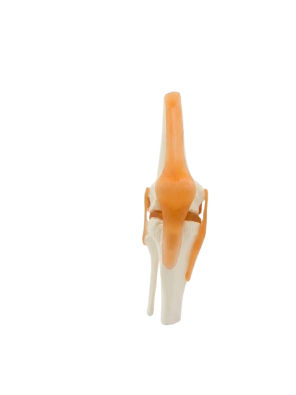Kniegelenk Behandlungen